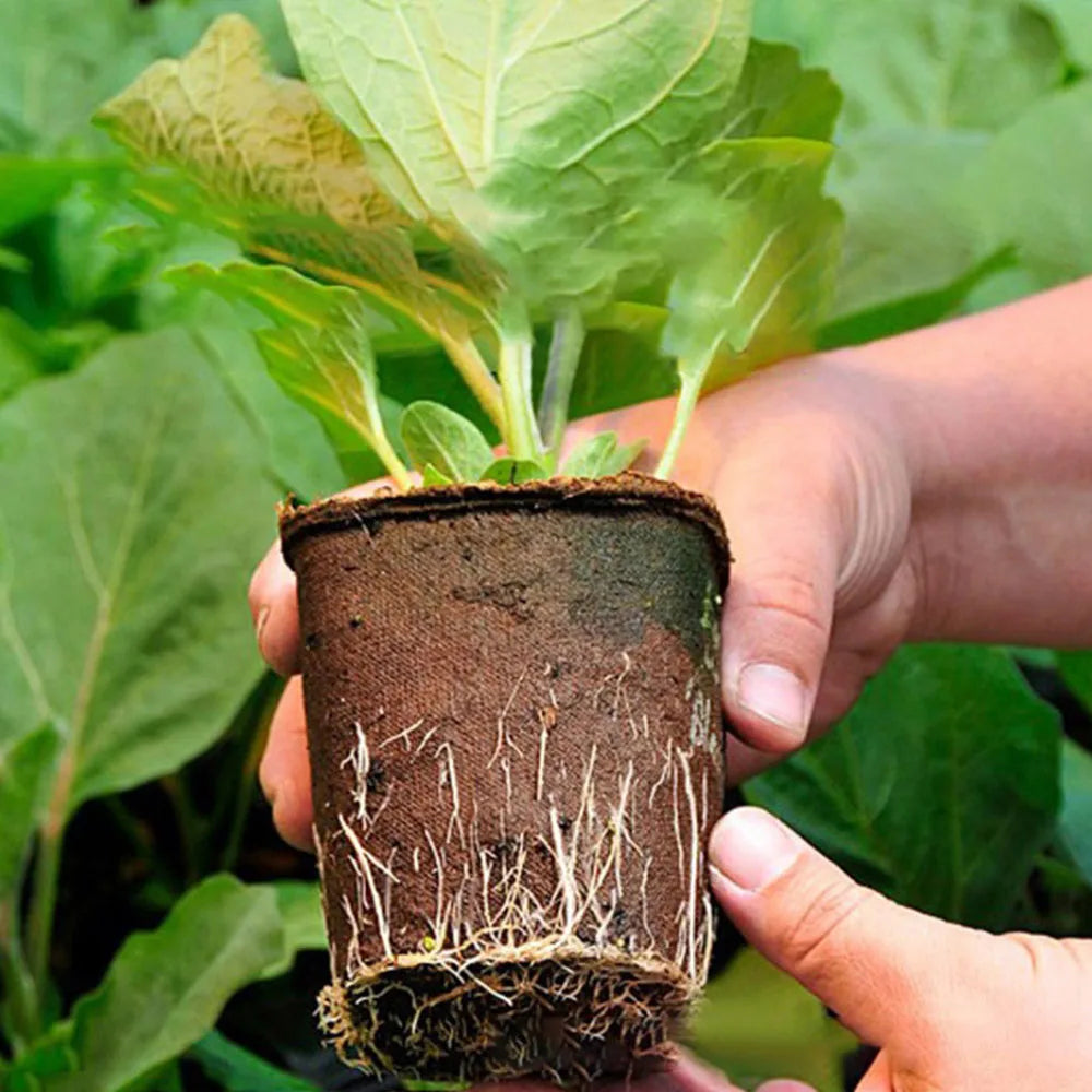 50pc biodegradable seedling pots